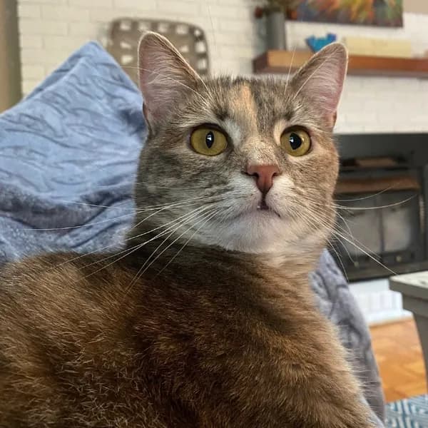 Ruth - Domestic Shorthair