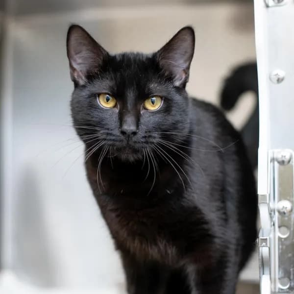 Nico - Domestic Medium Hair