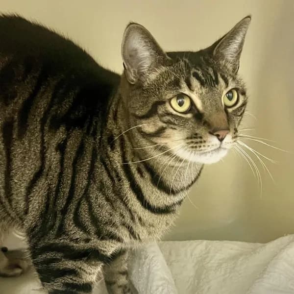 Tiger - Domestic Shorthair