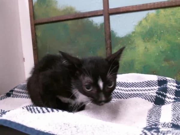 Max - Domestic Shorthair mix