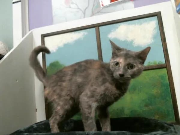 Cupcake - Domestic Shorthair mix