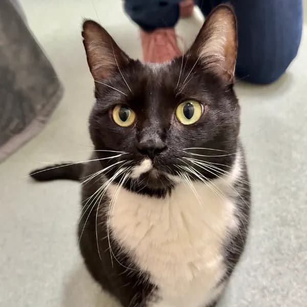 Lala - Domestic Shorthair / Mix