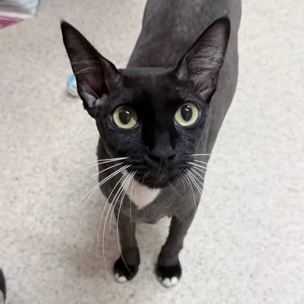 Tango - Domestic Shorthair