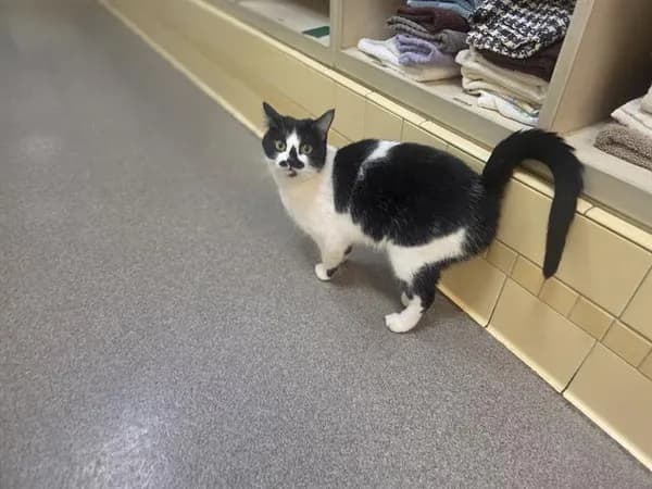Missy - Domestic Shorthair