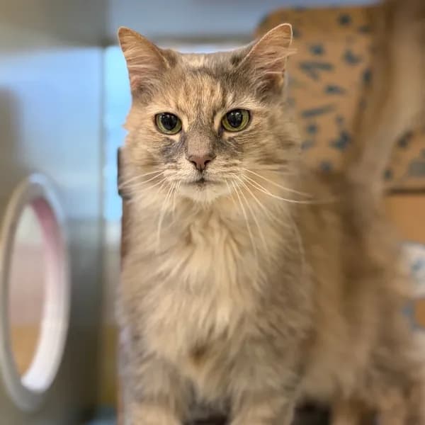 Cookie - Domestic Medium Hair / Mix