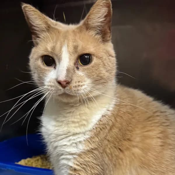 Embers - Domestic Shorthair