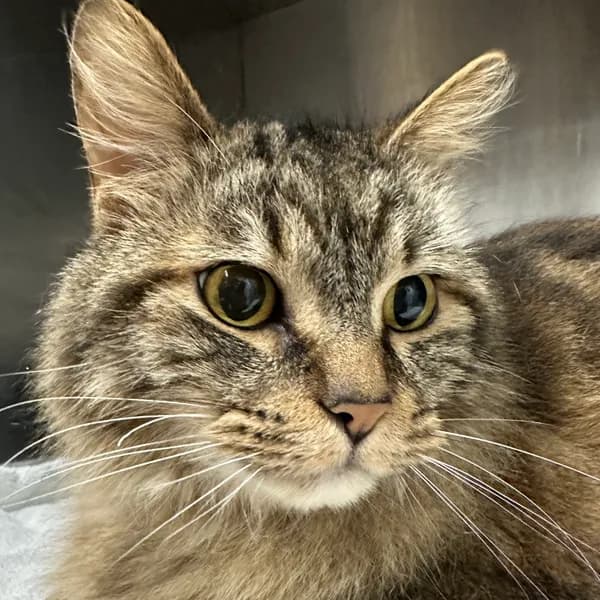 Kilo - Domestic Medium Hair