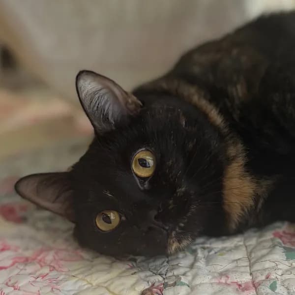 Hedwig - Domestic Medium Hair
