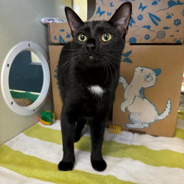 Pete - Domestic Shorthair