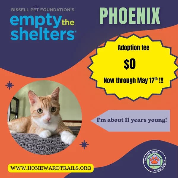 Phoenix - Domestic Shorthair / Mix