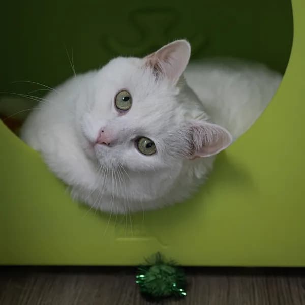 Elsa - thumbnail 8