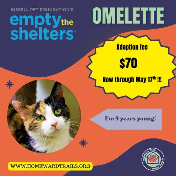 Omelette - Domestic Shorthair