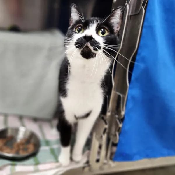 Dali - Domestic Shorthair / Mix