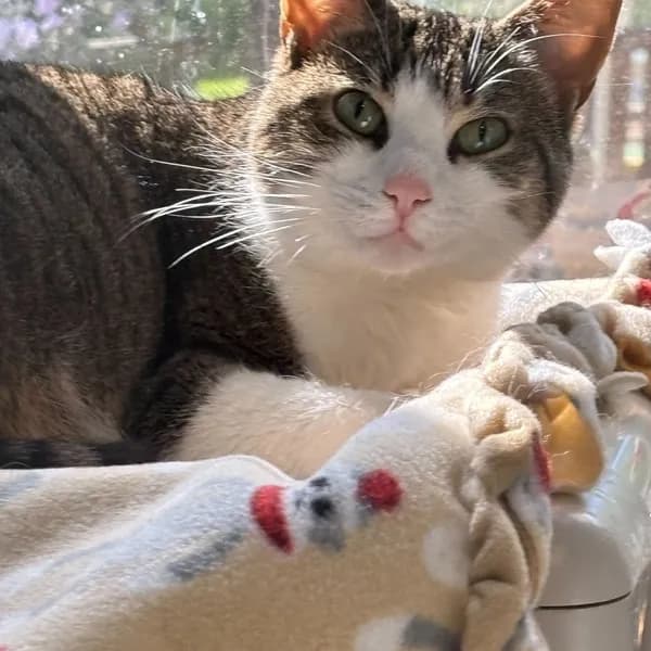 Gigi - Domestic Shorthair