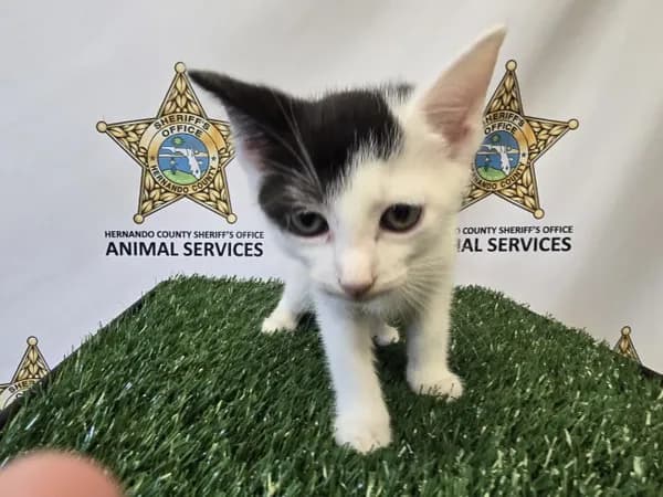 Binx - Domestic Shorthair