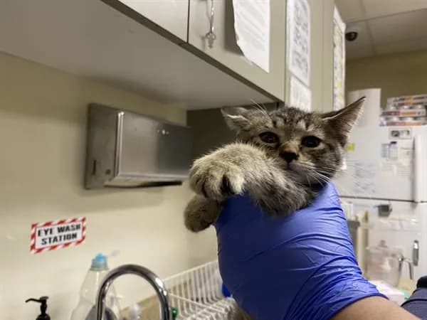 Rick - Domestic Shorthair