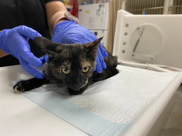 Puzzle - Domestic Shorthair