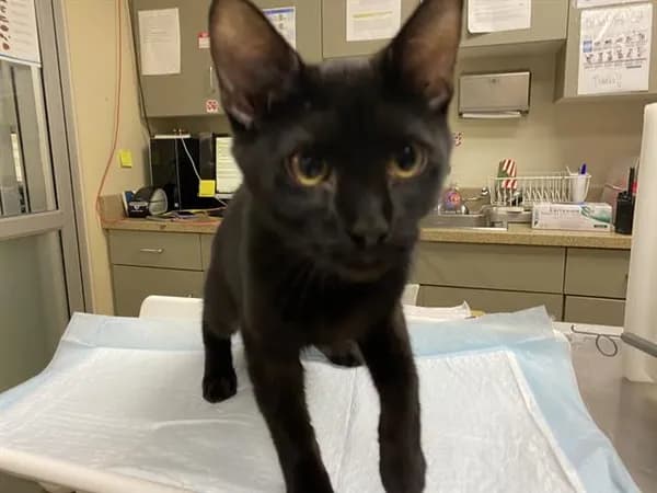 Perrercorn - Domestic Shorthair
