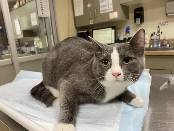Cuccumber - Domestic Shorthair