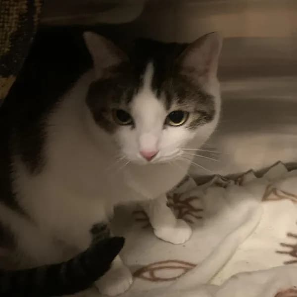 Wanda - Domestic Shorthair