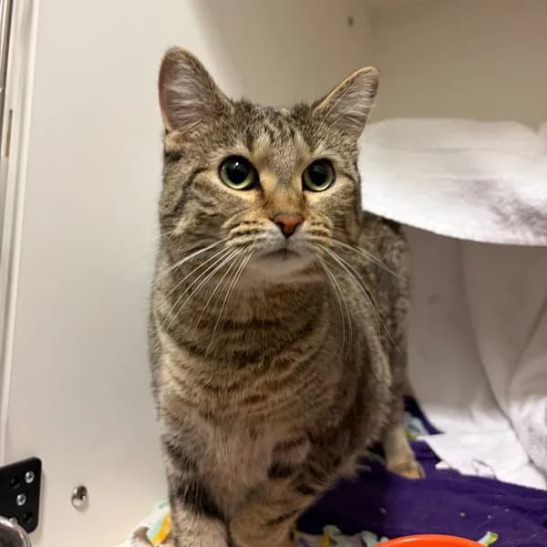 Junebug - Domestic Shorthair