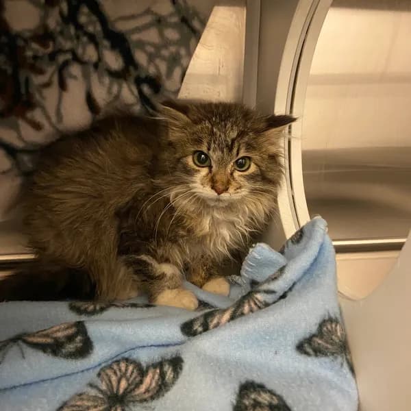 Ella - Domestic Longhair