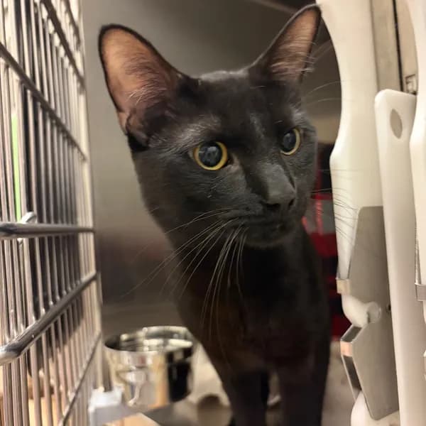 Sammy - Domestic Shorthair