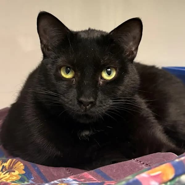 Thelma - Domestic Shorthair