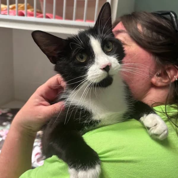 Princess - Domestic Shorthair