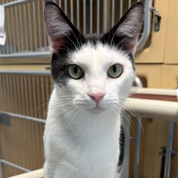 Ophelia - Domestic Shorthair