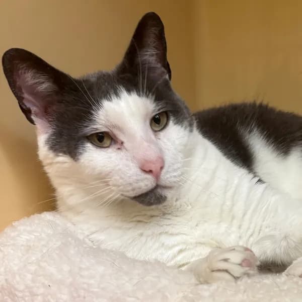Eggy - Domestic Shorthair