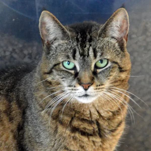 Bobbi - Domestic Shorthair
