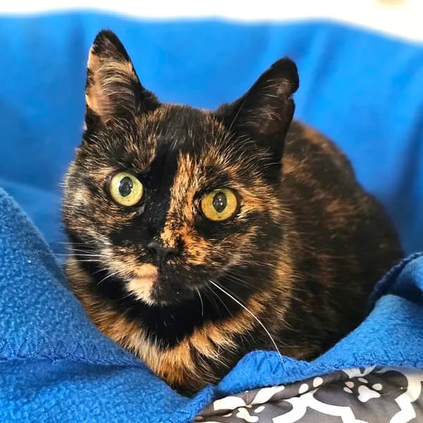 Harvest - Domestic Shorthair