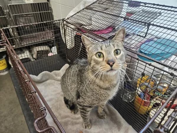 Twinkles - Domestic Shorthair