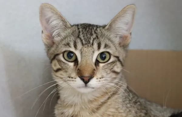 Flower* - Domestic Shorthair