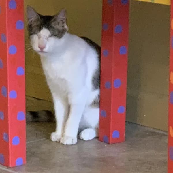 Draco - Domestic Shorthair