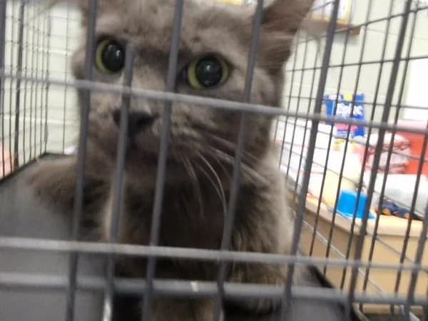 Tire - Domestic Mediumhair