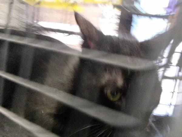 Noah - Domestic Mediumhair