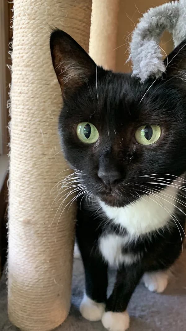 Tara - Tuxedo / Domestic Medium Hair / Mixed (short coat)