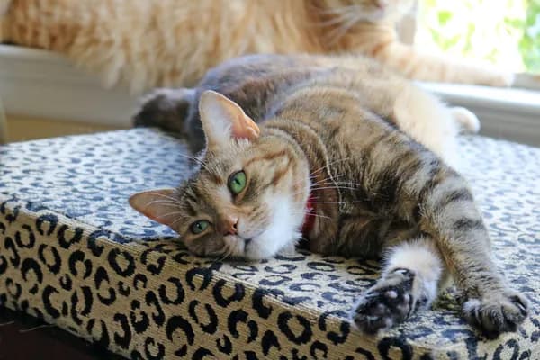 Savannah - Abyssinian / Calico / Mixed (short coat)