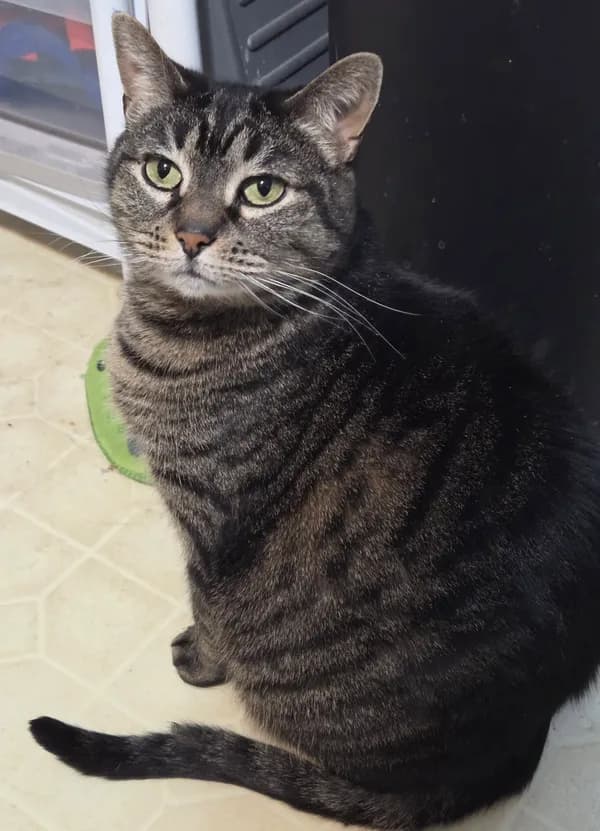 Cinnamon - Domestic Short Hair (short coat)