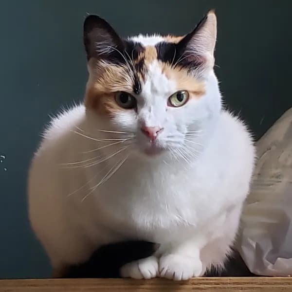 Freya - Domestic Short Hair / Calico (short coat)