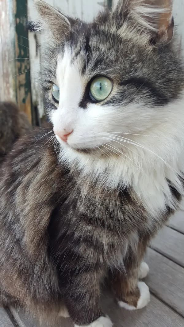 My Purrrrrfect Partner - thumbnail 2