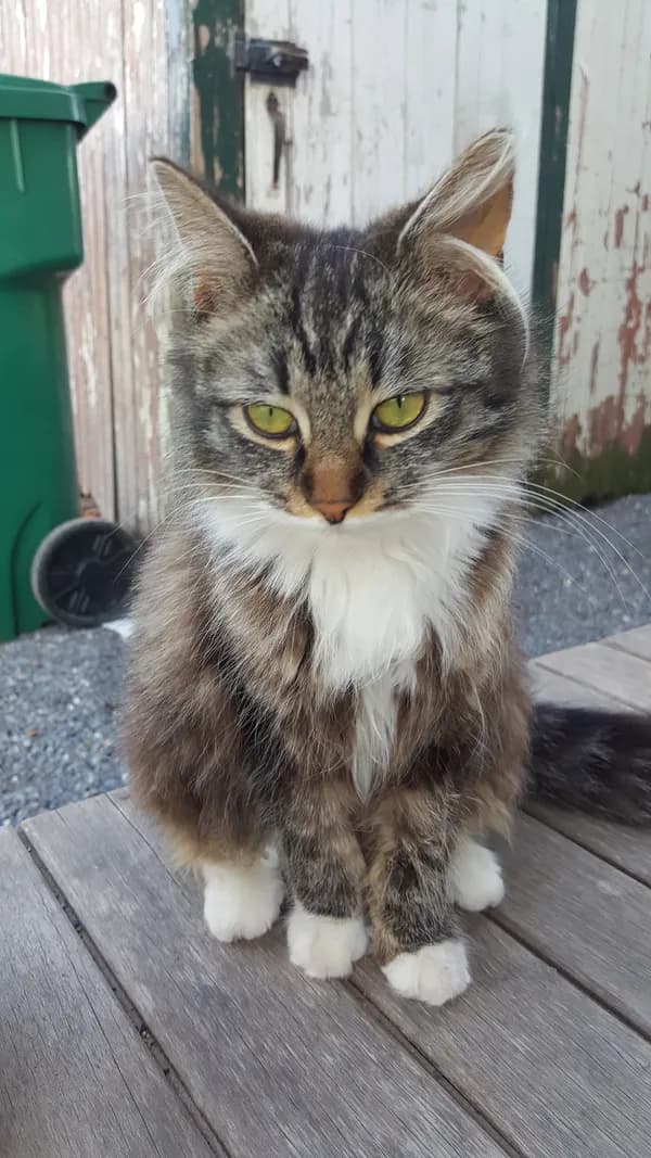 My Purrrrrfect Partner - thumbnail 3