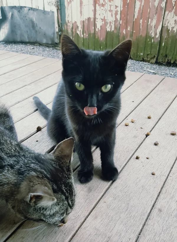 My Purrrrrfect Partner - thumbnail 5