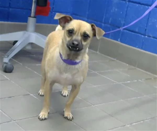 Sunrisa - Chihuahua - Smooth Coated mix
