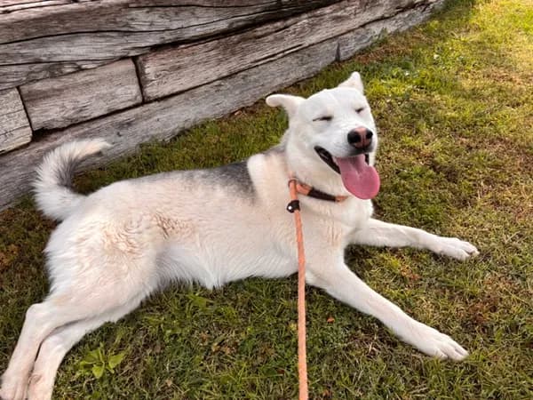 Echo - Alaskan Husky mix