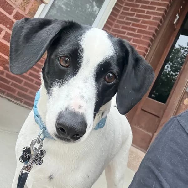 Caruso - Terrier / Mix