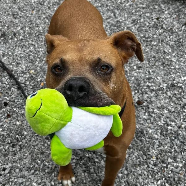 Meatball - Mixed Breed (Large)