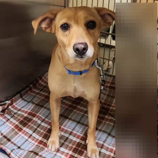 Lily - Mixed Breed (Small)